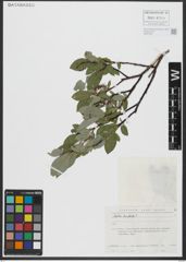 Foto von Salix hastata L.